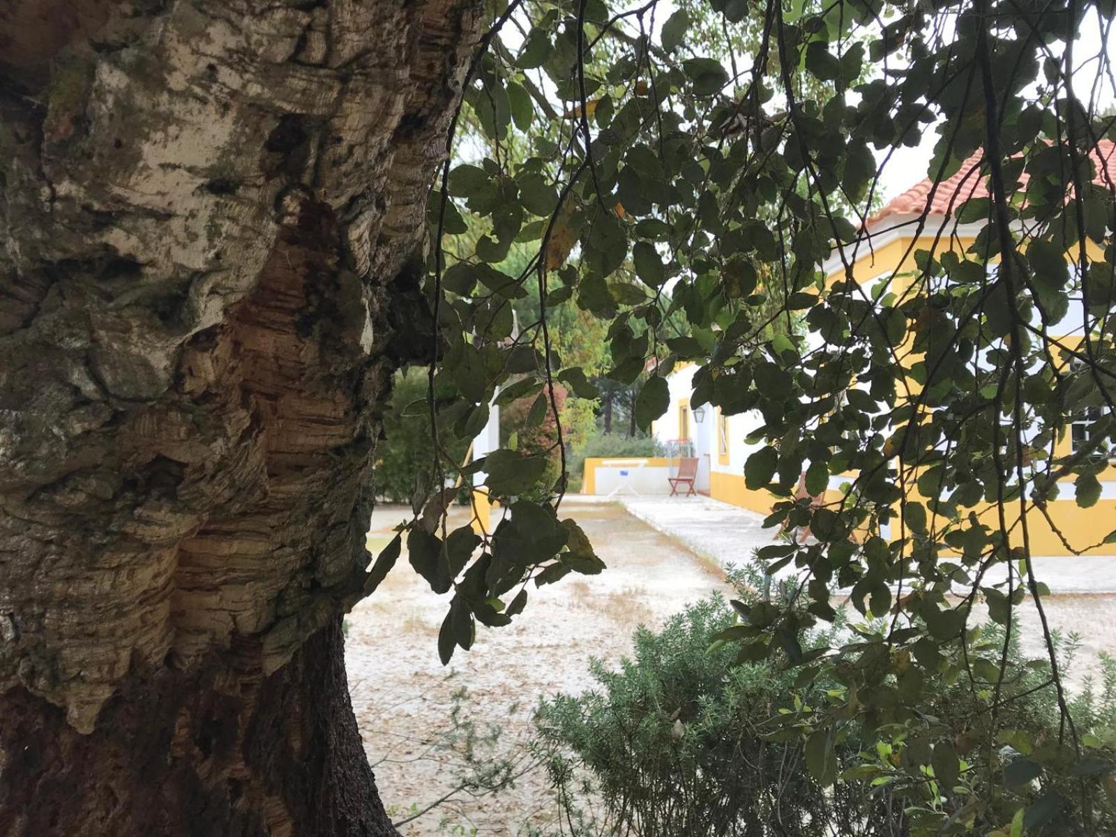 Herdade De Montalvo - Comporta Ngoại thất bức ảnh